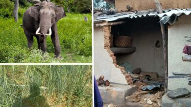 हाथियों के आतंक से ग्रामीणों में दहशत, सचेत रहने की कराई जा रही मुनादी…