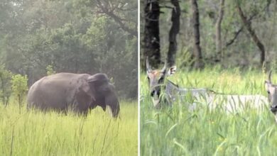 ग्रामीण क्षेत्रों में जंगली जानवरों से खेती को होने वाले नुकसान की मुआवजा नीति लाने की तैयारी, जानिए सरकार की पूरी योजना…