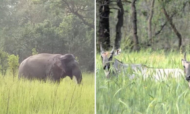 ग्रामीण क्षेत्रों में जंगली जानवरों से खेती को होने वाले नुकसान की मुआवजा नीति लाने की तैयारी, जानिए सरकार की पूरी योजना…