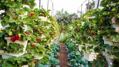 किसानों ने दिखाई स्ट्रॉबेरी की खेती में रूचि, अच्छे मुनाफे से किसानों में खुशी की लहर…