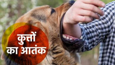 कुत्तों का आतंक: 24 घंटे में 245 लोगों को काटा, ASI पर भी किया हमला…