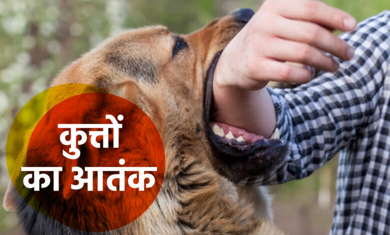 कुत्तों का आतंक: 24 घंटे में 245 लोगों को काटा, ASI पर भी किया हमला…