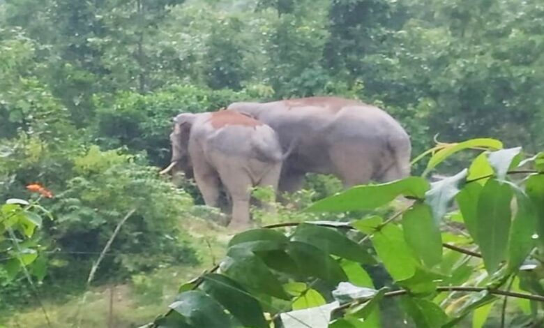 जंगल से निकलकर बस स्टैण्ड चौक में पहुंचे हाथी, मची अफरा-तफरी जंगल से निकलकर बस स्टैण्ड चौक में पहुंचे हाथी, मची अफरा-तफरी