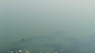 महराजबंध तालाब से 10 डंपर जलकुंभी निकाला गया