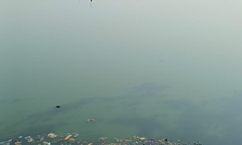 महराजबंध तालाब से 10 डंपर जलकुंभी निकाला गया