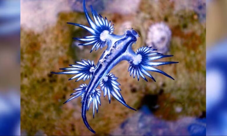 ये है ऐसा समुद्री जीव, जो अपने शिकार से चुरा लेता है ये चीज