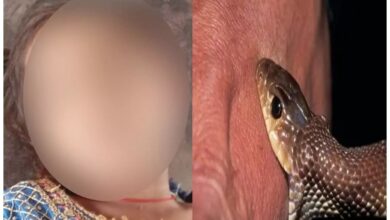 सांप ने मासूम को डसा, मृत घोषित