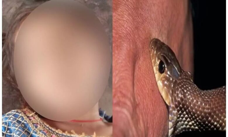 सांप ने मासूम को डसा, मृत घोषित सांप ने मासूम को डसा, मृत घोषित