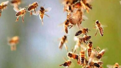 बिलोरी गांव में पूजा के दौरान उठे धुंए से भड़की मधुमक्खियां