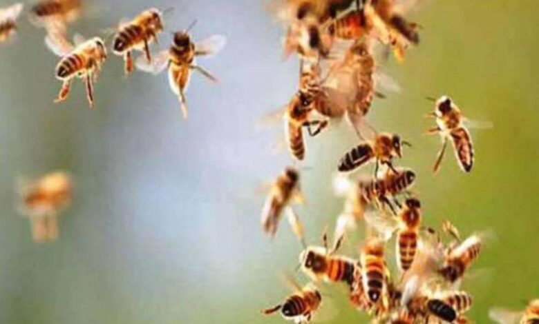 बिलोरी गांव में पूजा के दौरान उठे धुंए से भड़की मधुमक्खियां