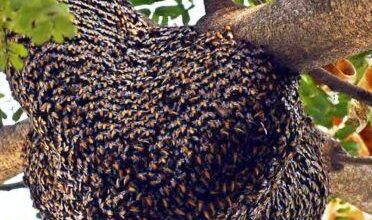 भंडारे में मधुमक्खियों का हमला, बच्चों समेत 9 घायल