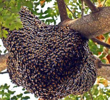 भंडारे में मधुमक्खियों का हमला, बच्चों समेत 9 घायल