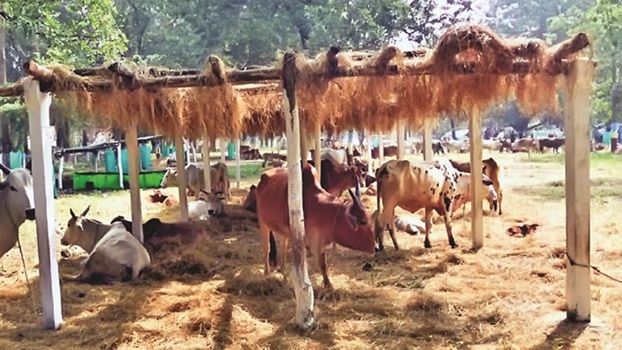 बेसहारा गोवंशों की सुरक्षा के लिए गोवंश अभ्यारण्य योजना