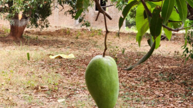 आम नहीं खास है मध्यप्रदेश के आम