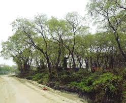 जंगलों को आग से बचाने के लिए हुए व्यापक इंतजाम जंगलों को आग से बचाने के लिए हुए व्यापक इंतजाम