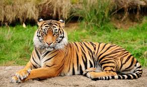 स्टेट टाइगर फोर्स को मिली भारी सफलता स्टेट टाइगर फोर्स को मिली भारी सफलता