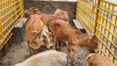 नगर निगम ने आवारा मवेशियों को पकड़ा