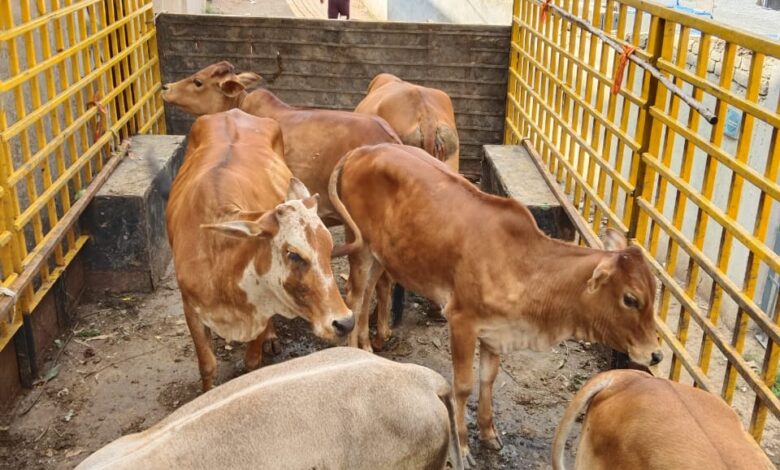नगर निगम ने आवारा मवेशियों को पकड़ा