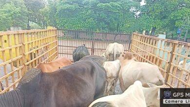 निगम ने अभियान चलाकर निगम क्षेत्र में 96 आवारा मवेशियों को सड़को से पकड़कर गौठान भेजा