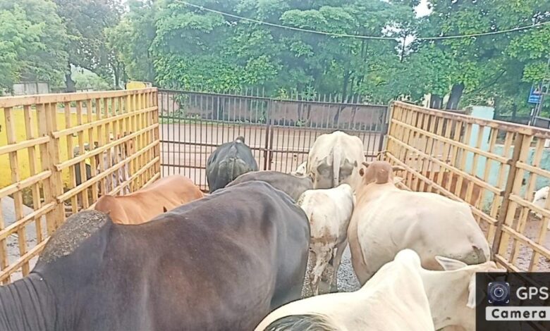 निगम ने अभियान चलाकर निगम क्षेत्र में 96 आवारा मवेशियों को सड़को से पकड़कर गौठान भेजा