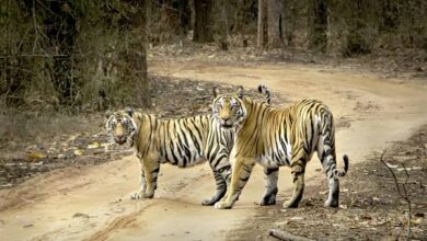 मध्यप्रदेश में बाघों ने चुन लिया प्रकृति का सुन्दर स्थान