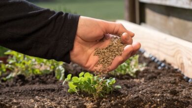 अमानक नमूने वाले खाद-बीज के लॉट के विक्रय पर प्रतिबंध