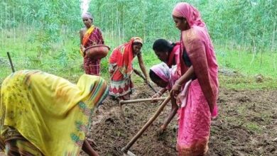 बिहान समूह की दीदियां हल्दी की खेती की ओर बढ़ रही आगे