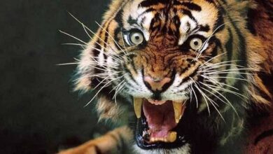 बाघ के हमले में भैंस और उसके बच्चे की मौत बाघ के हमले में भैंस और उसके बच्चे की मौत