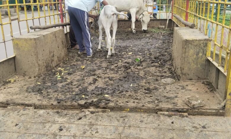 कमिश्नर ने डेयरी संचालकों की बैठक लेकर उन्हें चेतावनी दी, यदि सड़कों पर मवेशी दिखे…. कमिश्नर ने डेयरी संचालकों की बैठक लेकर उन्हें चेतावनी दी, यदि सड़कों पर मवेशी दिखे….