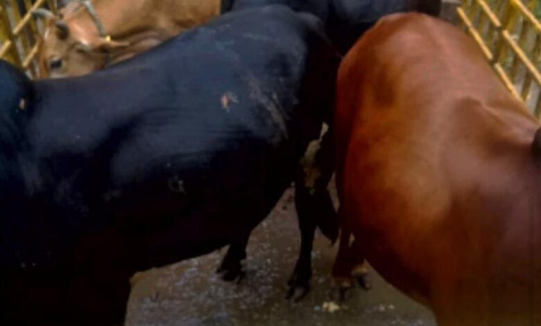 निगम क्षेत्र में 44 आवारा मवेशियों को सड़को से पकड़कर गौठान भेजा 