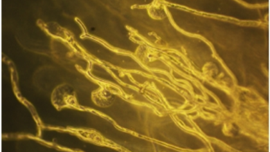 दवा वितरण पद्धति से फंगल संक्रमण उपचार में सुधार