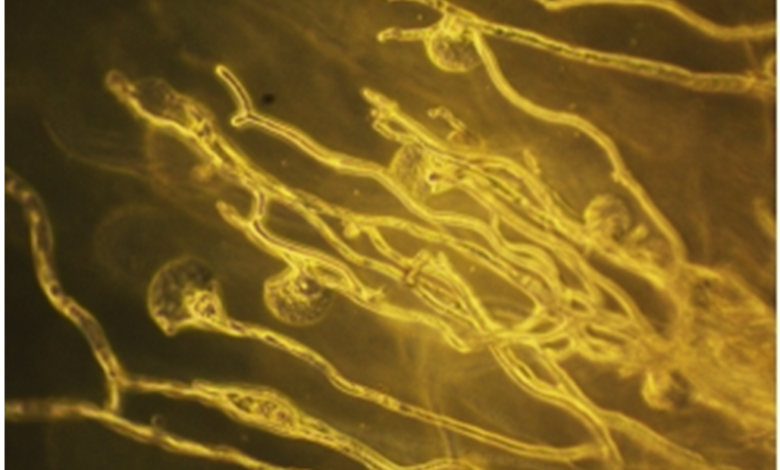 दवा वितरण पद्धति से फंगल संक्रमण उपचार में सुधार