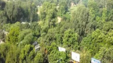 MP के दो बड़े शहरों में सिटी फारेस्ट बनाने की तैयारी