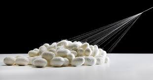 रेशम से दवाइयां बनाने के लिये कार्य प्रारंभ