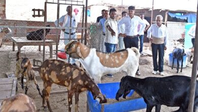 शासन की योजना से पशुपालकों के समृद्धि की राह हुई आसान