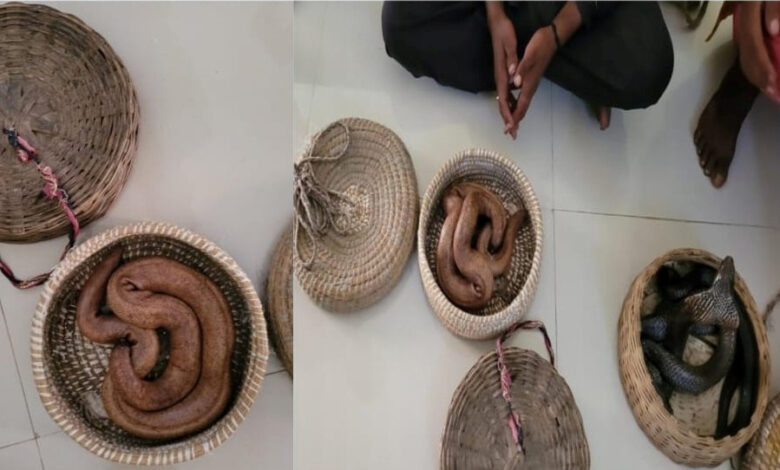 प्रतिबंधित वन्य जीव सर्प के प्रदर्शन करने वाले आरोपियों पर की कार्रवाई प्रतिबंधित वन्य जीव सर्प के प्रदर्शन करने वाले आरोपियों पर की कार्रवाई