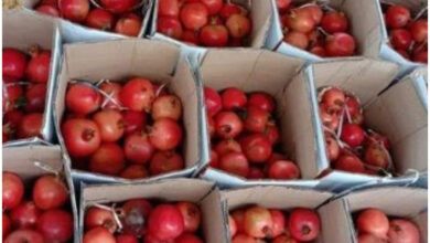 मुंबई से मेलबर्न पहुंची भारतीय अनार की पहली खेप