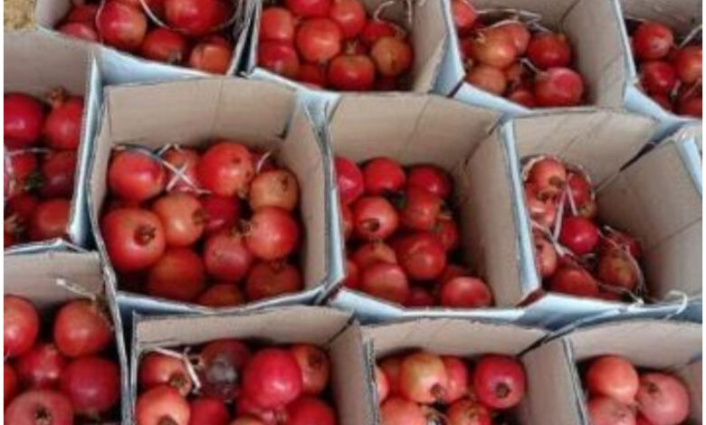 मुंबई से मेलबर्न पहुंची भारतीय अनार की पहली खेप