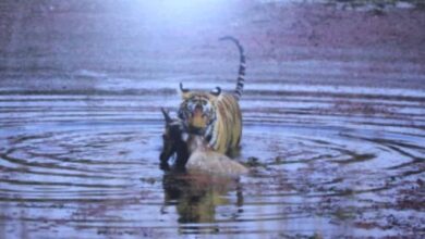 मध्यप्रदेश, अप्रतिम सौन्दर्य से बना फिल्म पर्यटन और शूटिंग का हब