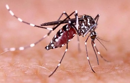 डेंगू ने ढाया ऐसा कहर, हजारों मिले पॉजिटिव