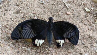 बारनवापारा अभ्यारण्य में तितलियों को जानने और पहचानने का मिलेगा मौका