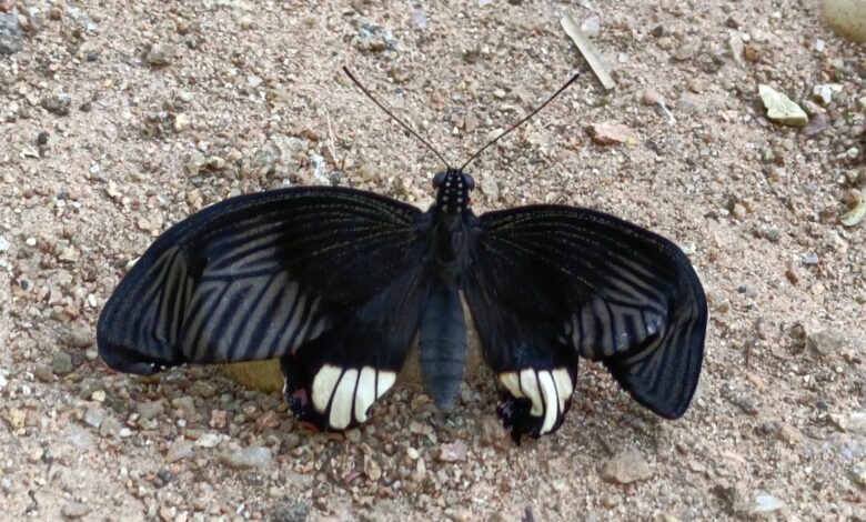 बारनवापारा अभ्यारण्य में तितलियों को जानने और पहचानने का मिलेगा मौका