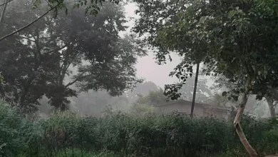 सर्दी ने दी दस्तक, हल्का कोहरा भी आने लगा नजर, अच्छी लगेगी अब सुबह की धूप