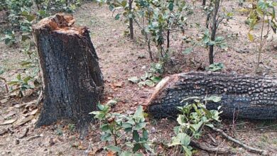 अवैध कटाई में संलिप्त वन माफियाओं को पकड़ने की मुहिम जारी