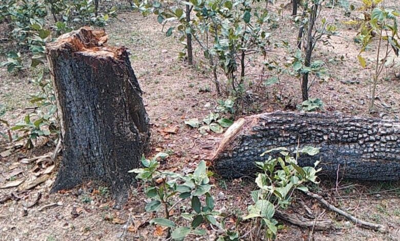 अवैध कटाई में संलिप्त वन माफियाओं को पकड़ने की मुहिम जारी