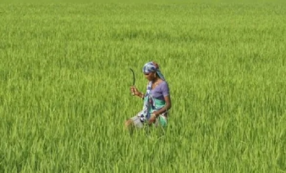 मध्यप्रदेश को प्राकृतिक खेती में अग्रणी बनाने उत्पादों की करें ब्रांडिंग