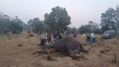 केंद्र की पांच सदस्यीय समिति करेगी बांधवगढ़ टाइगर रिजर्व में हुए हाथियों की मौत की जांच