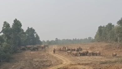 यहाँ दिखा हाथियों का सबसे बड़ा झुंड, फारेस्ट ने किया अलर्ट