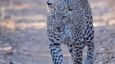 तेंदुए का आतंक : बुजुर्ग महिला को उठा ले गया, जंगल में मिली आधी लाश तेंदुए का आतंक : बुजुर्ग महिला को उठा ले गया, जंगल में मिली आधी लाश