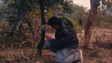 बाँधवगढ़ टाइगर रिजर्व में बाघ, तेंदुआ और सहभक्षी वन्य-प्राणियों की गणना